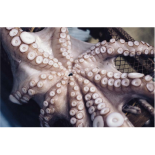 Pulpo Negro - Optopus mimus